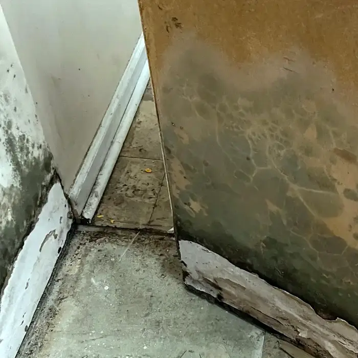 mold-damage Mold damage on walls and baseboard