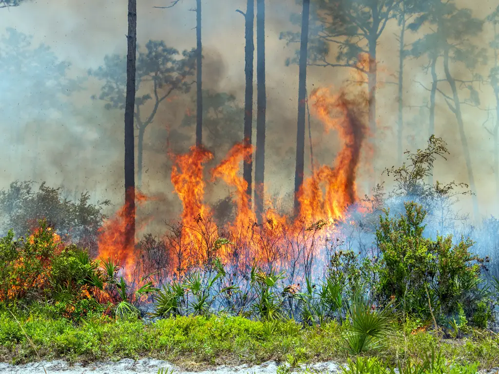 Florida Fire
