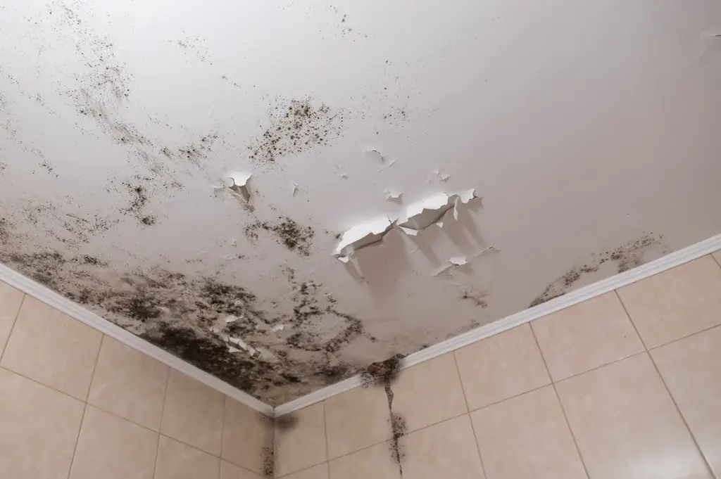 Moldy ceiling and walls from unattended water damage.